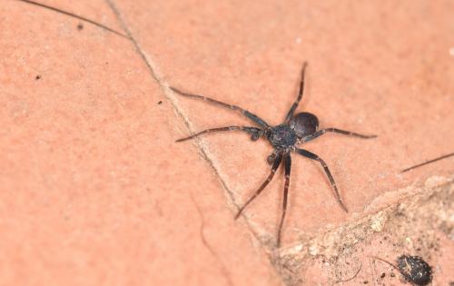 Réf. 258 157 : Pulchellodromus sp.